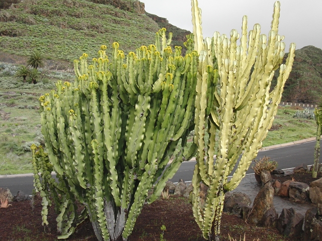 Cactus