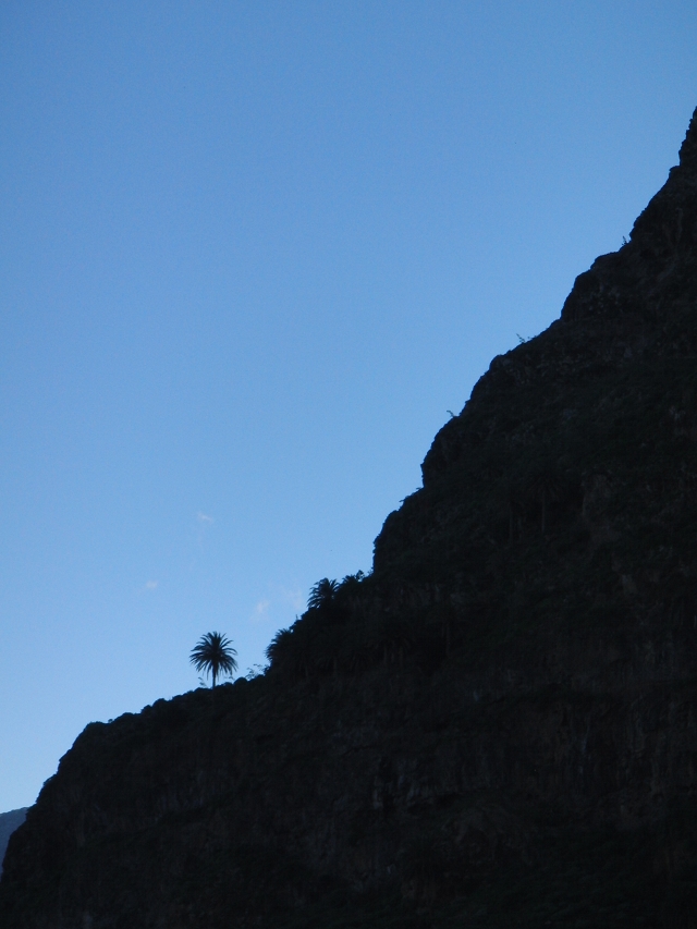 Palm Tree